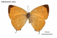 藏品(臺灣焰灰蝶)的圖片